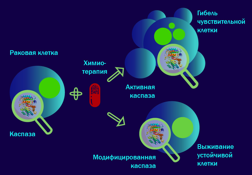 апоптоз раковых. нарушение процессов апоптоза. апоптоз клетки. апоптоз опухолевых клеток. апоптоз клетки.