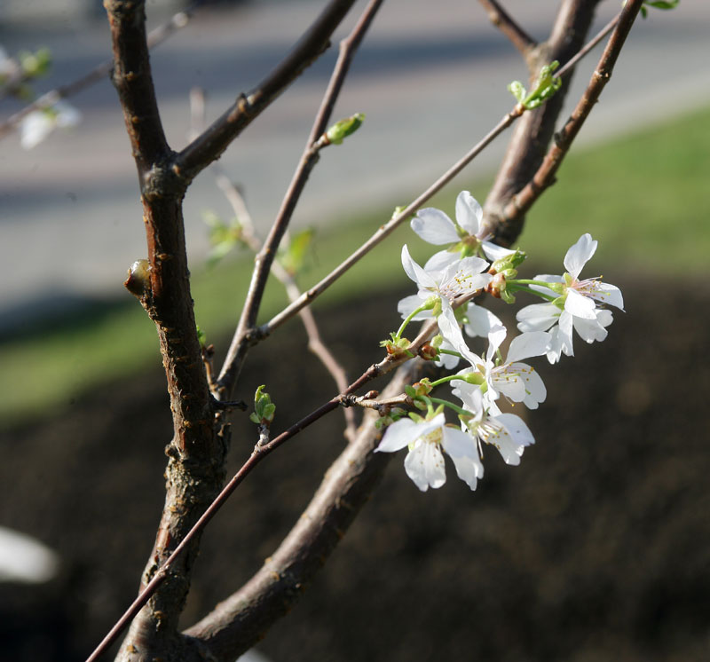 Великолепная аллея сакуры у самого МГУ - Москва в цвету! undefinedТаким образом, аллея сакуры в Москве стала новой достопримечательностью, которая привлекает множество людей. Она отличается своей красотой и уникальностью, делая нашу столицу еще более прекрасной.</strong>«></p>
<h2>Видео:</h2>
<h3>4K HDR // Цветение сакуры в Японии 2022 — Кавадзу Сакура</h3>
<p>4K HDR // Цветение сакуры в Японии 2022 — Кавадзу Сакура de VIRTUAL JAPAN 1.978.513 visualizaciones hace 1 año 1 hora y 51 minutos</p>
<p><iframe width=