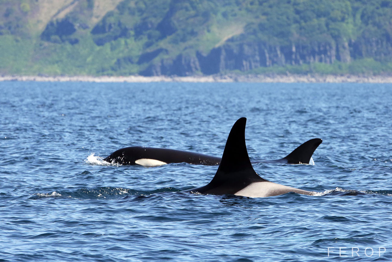 Спят ли касатки. Касатки в ладожском озере. Спаслись ли касатки в японском море. Касатки на сахалине. Косатка orcinus orca.