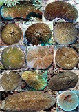 Подводные фотографии грибовидных кораллов Красного моря — хозяев новых видов симбиотических копеподов. Источник: Ivanenko et al., Molecular phylogenetics and evolution, 2018