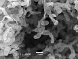 Микрофотография колонии Streptomyces sp. Pe6, полученная с помощью сканирующего электронного микроскопа // Источник: Y. Zakalyukina, M.Birykov et al.
