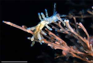 Беломорский моллюск Eubranchus rupium. Фото Александра Семёнова