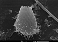 Раковинка раковинной амебы Euglypha (сканирующий электронный микроскоп). Автор: Андрей Цыганов