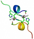 Структура комплекса фрагмента бета-амилоида - продукта тайваньской мутации, с ионами цинка. Источник: Владимир Польшаков