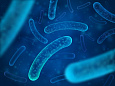 Биолог МГУ переосмыслил концепцию лекарственной устойчивости бактерий