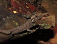 Необычная ящерица Ceratophora ukuwelai. Фото Николая Пояркова