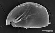Микрофотография самки Alona begoniae, полученная с помощью сканирующего электронного микроскопа // Источник: https://doi.org/10.11646/zootaxa.4526.4.2