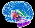 Мозолистое тело — зелёная «шина», соединяющая полушария мозга. Источник: Roger Harris.