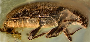 Учёные МГУ нашли вымерший вид жука в ровенском янтаре