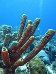 Морская губка Aplysina archeri. Карибское море, глубина — 20 м