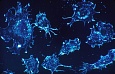 Ученые из МГУ научились бороться со злокачественными раковыми клетками