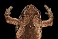 Новый вид лягушек Microhyla tetrix. Фото Николая Пояркова
