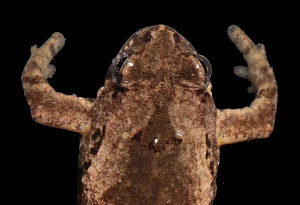Новый вид лягушек Microhyla tetrix. Фото Николая Пояркова
