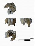Фрагмент зуба, найденный в Усть-Кяхте советскими археологами в 1962 году. Источник: Галина Павленок