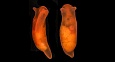 Микрофотография моллюска Vayssierea cf. elegans, полученная с помощью светового микроскопа // Источник: Anton Chichvarkhin