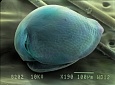 Самка Chydorus sphaericus под сканирующим электронным микроскопом. Цвет подкорректирован вручную. Источник: Алексей Котов (соавтор статьи)