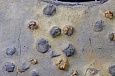 Плита, когда-то бывшая участком илистого морского дна с ожелезненными остатками намакалатусов (547 млн лет, Намибия). Фото Андрея Журавлева