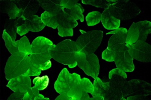 Биолюминесценция вегетирующих трансгенных растений