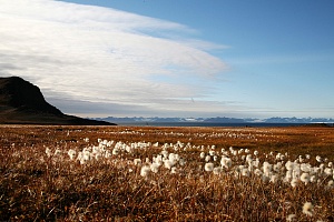 Осоково-пушициевые поля — один из наиболее распространённых фитоценозов Арктики